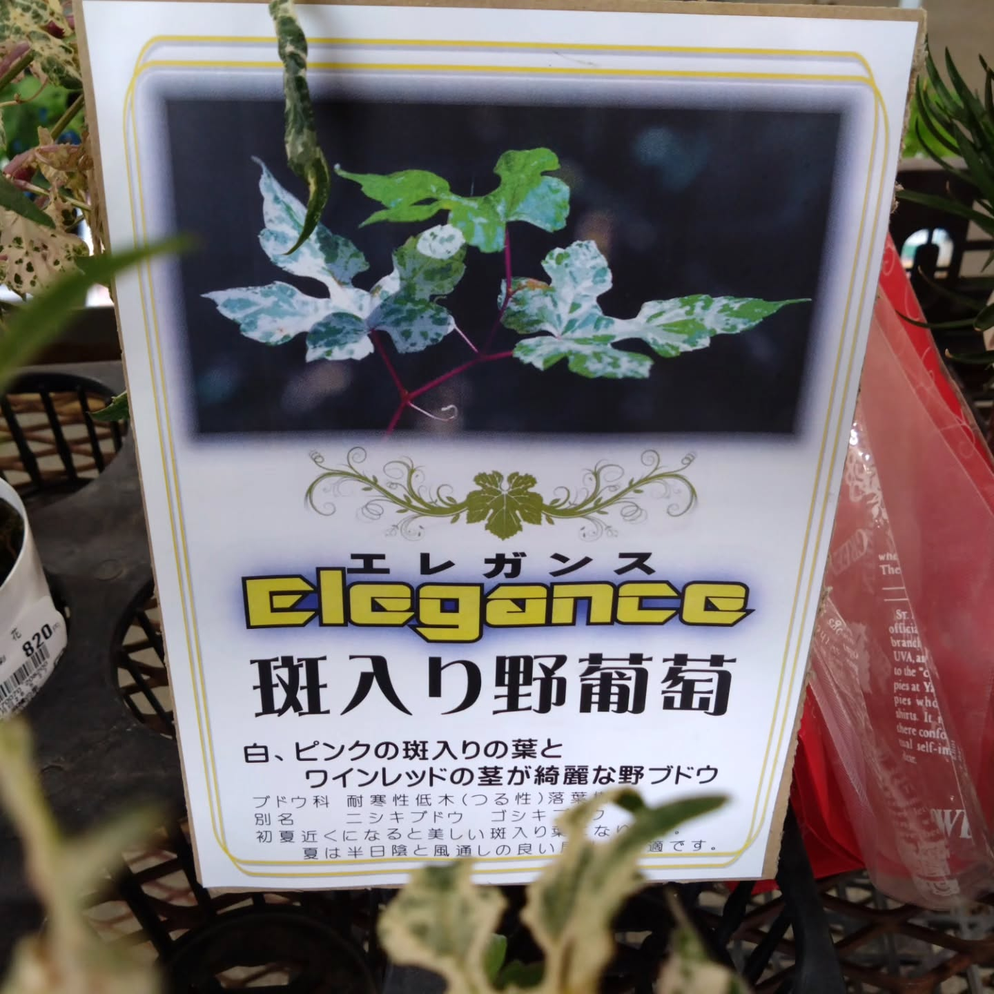 ネコの草と斑入り野ぶどうです😊