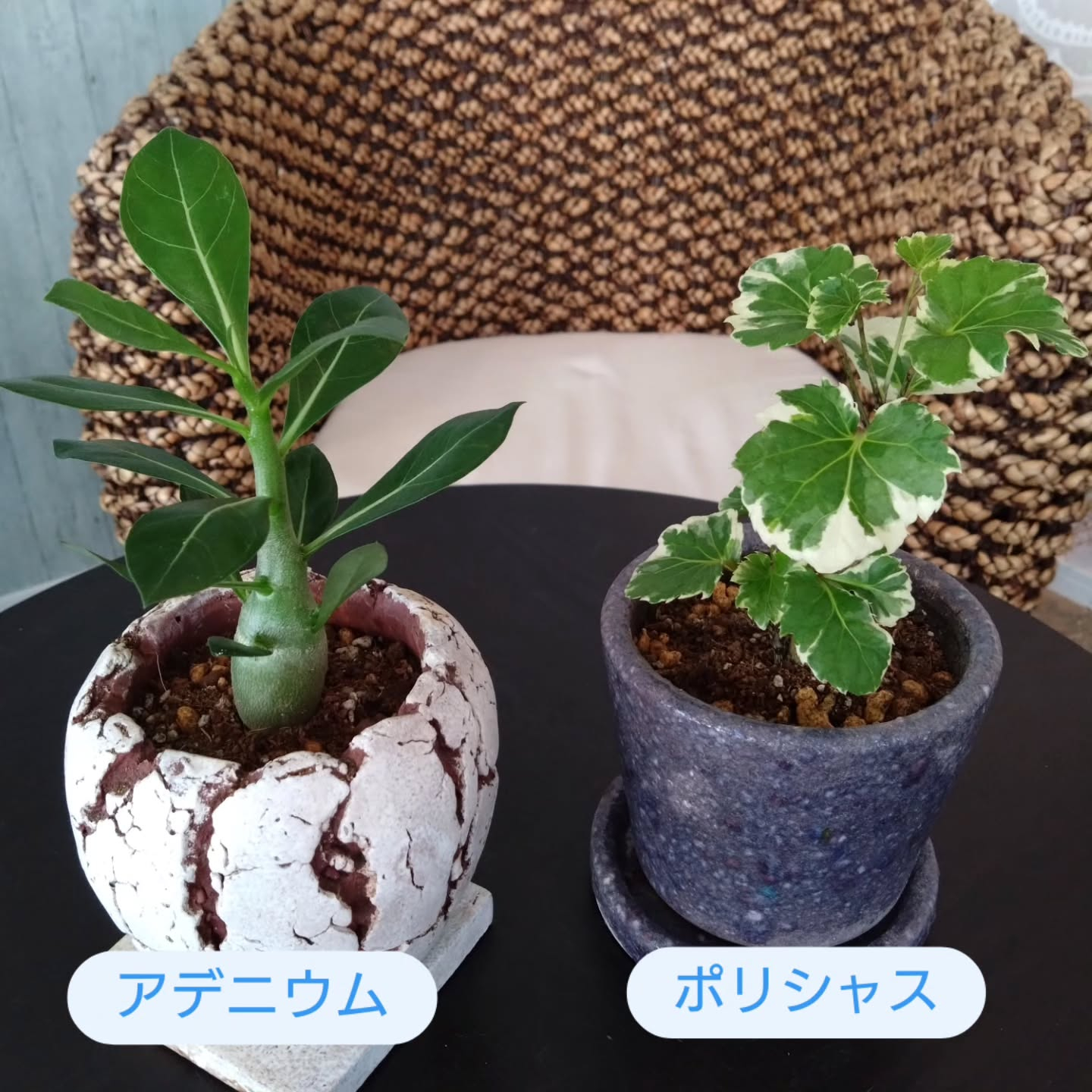観葉、多肉達が生き生きする季節
