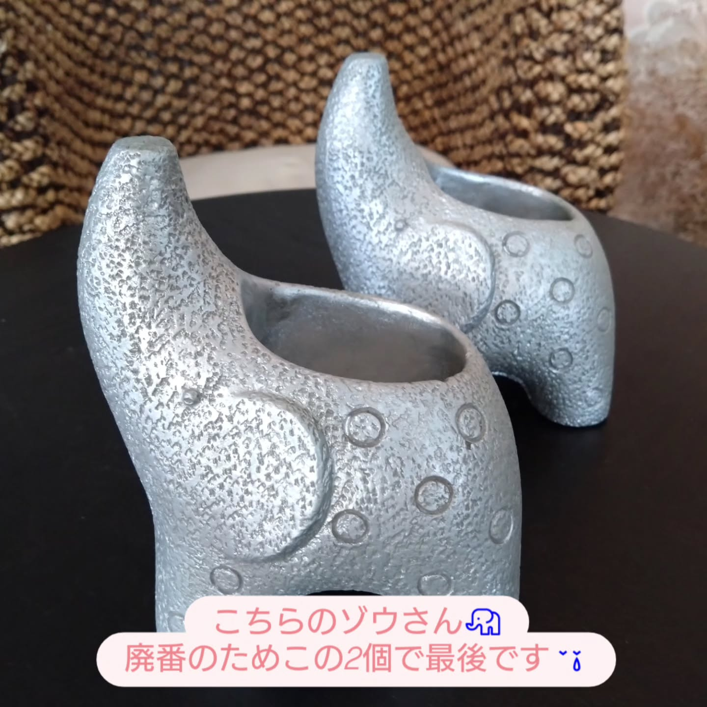 観葉、多肉達が生き生きする季節