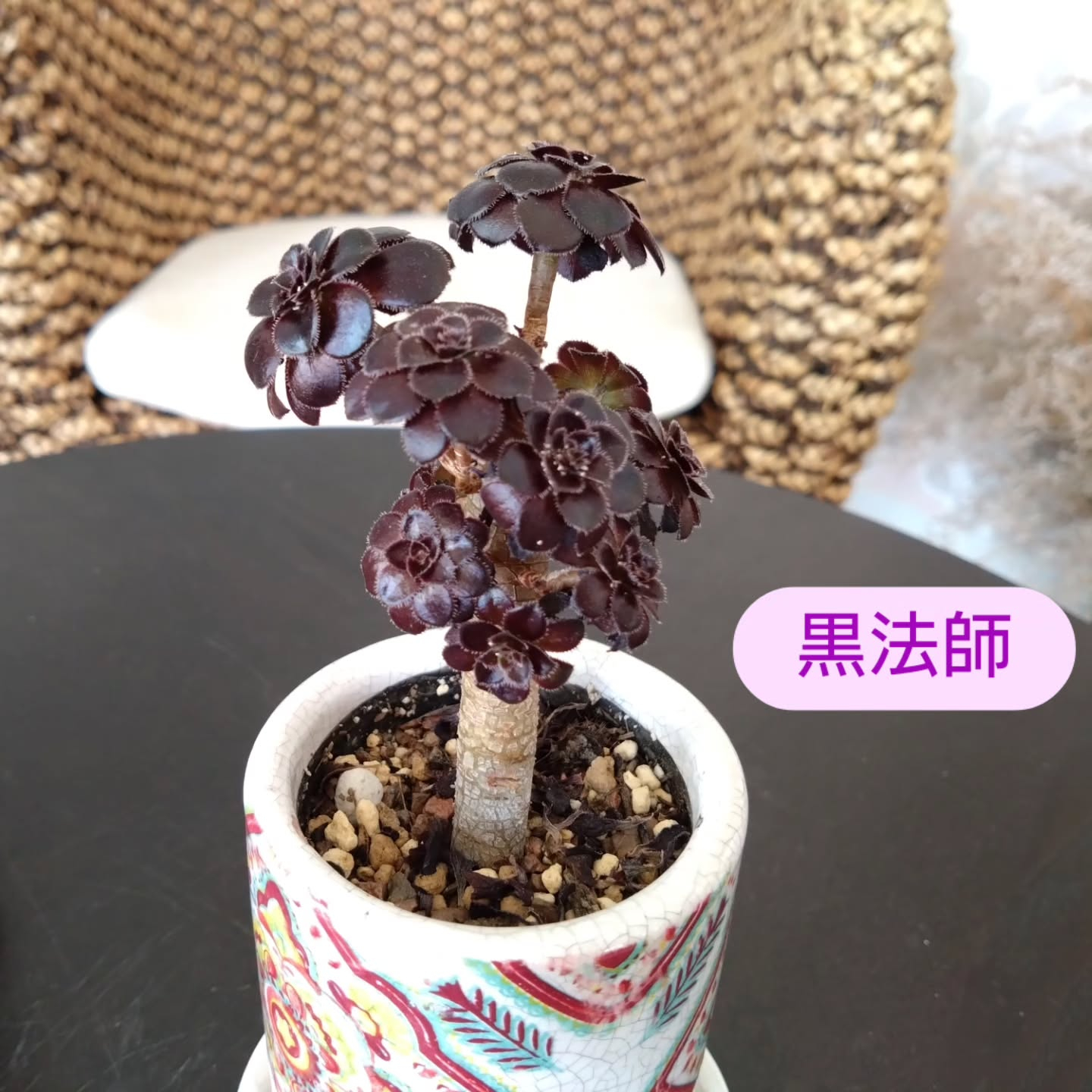 観葉、多肉達が生き生きする季節