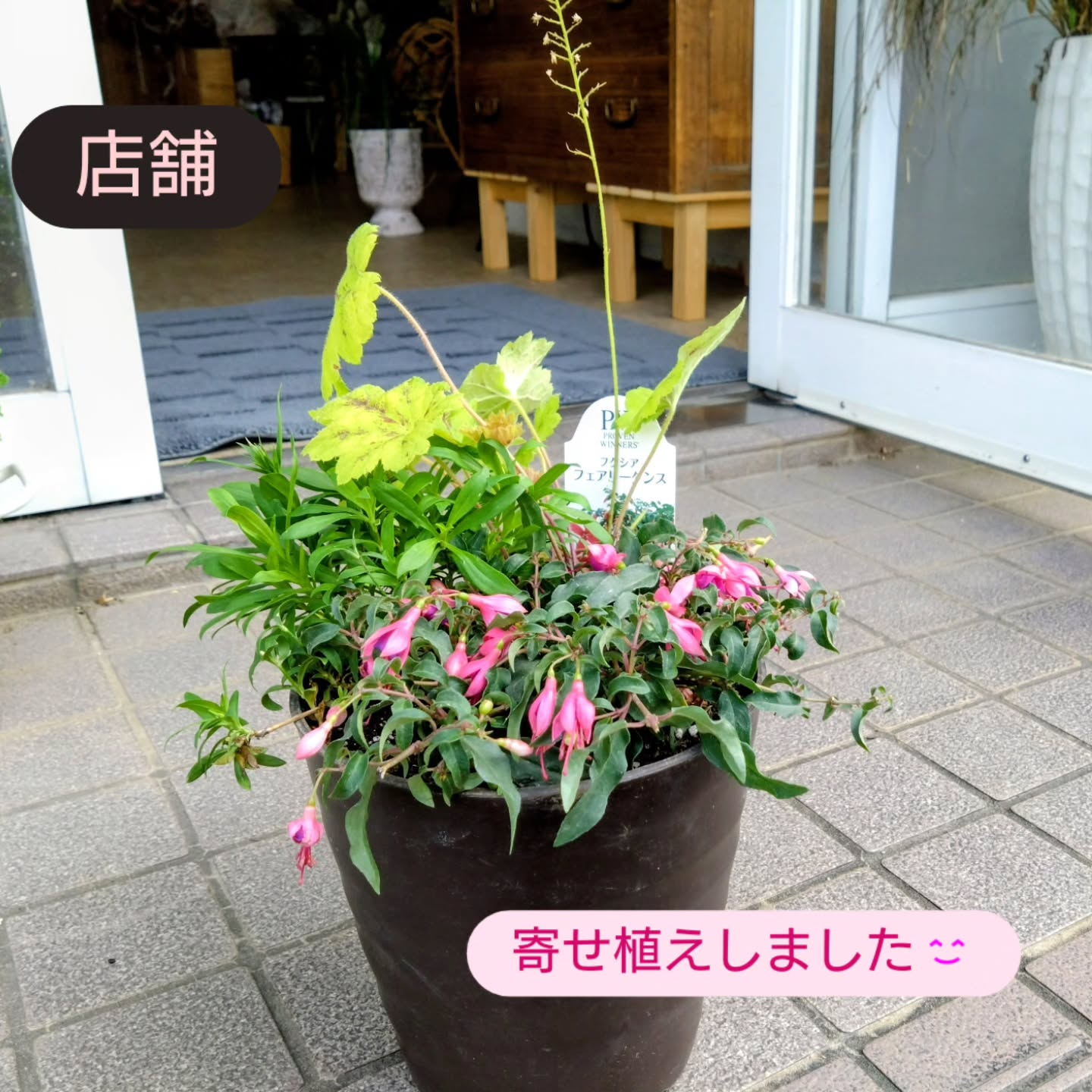 フクシア フェアリーダンス