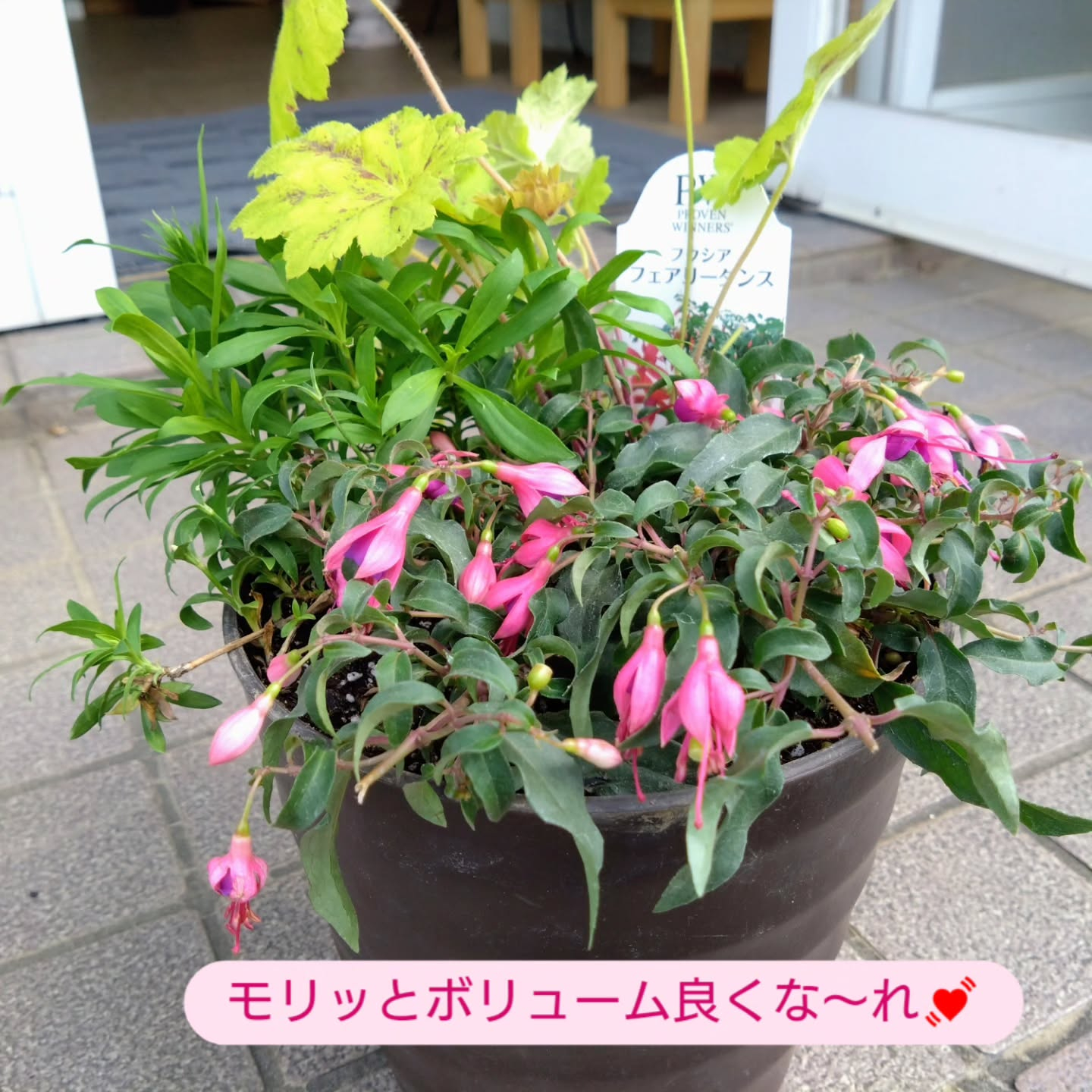 フクシア フェアリーダンス
