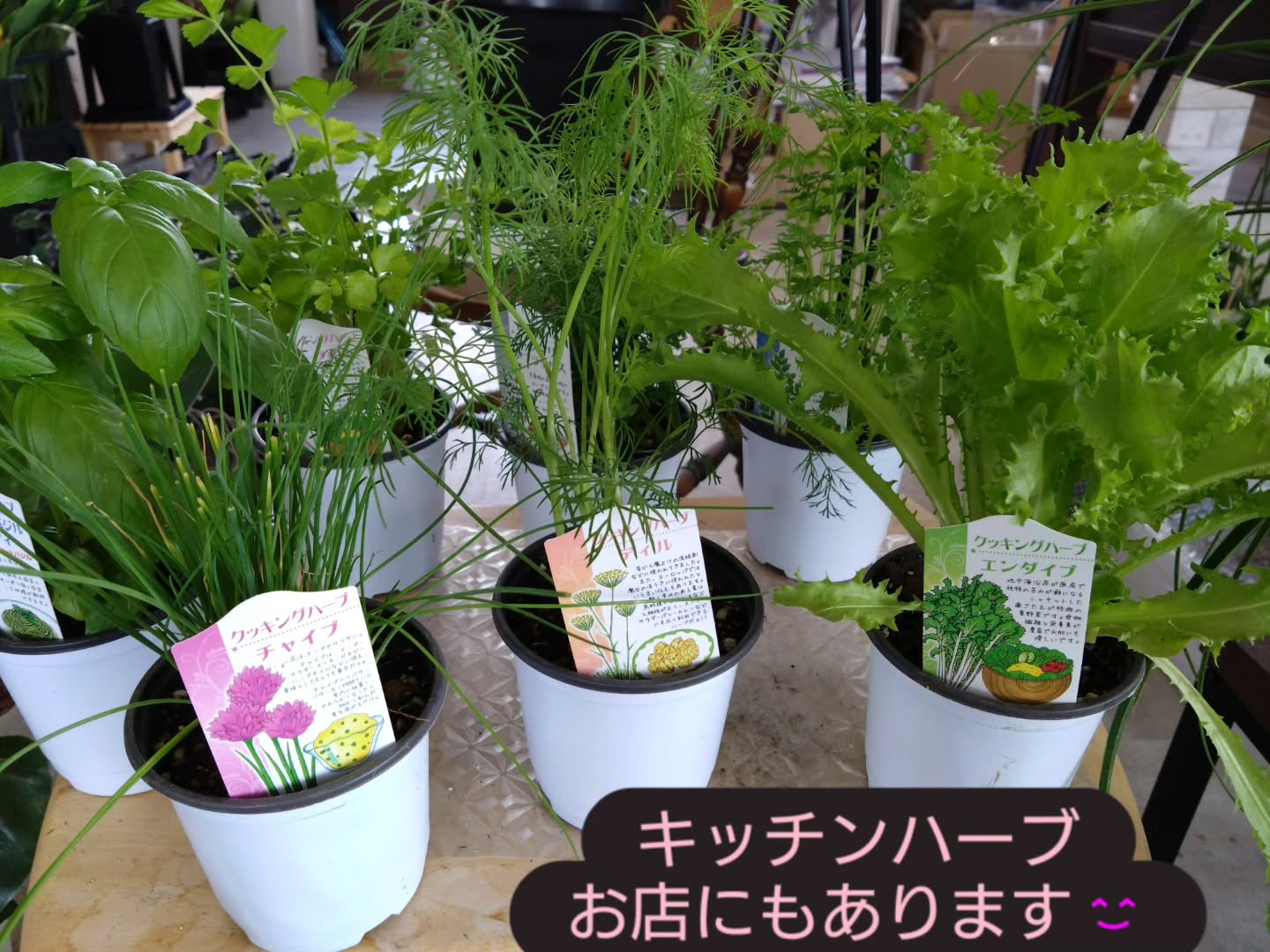 キッチンハーブ