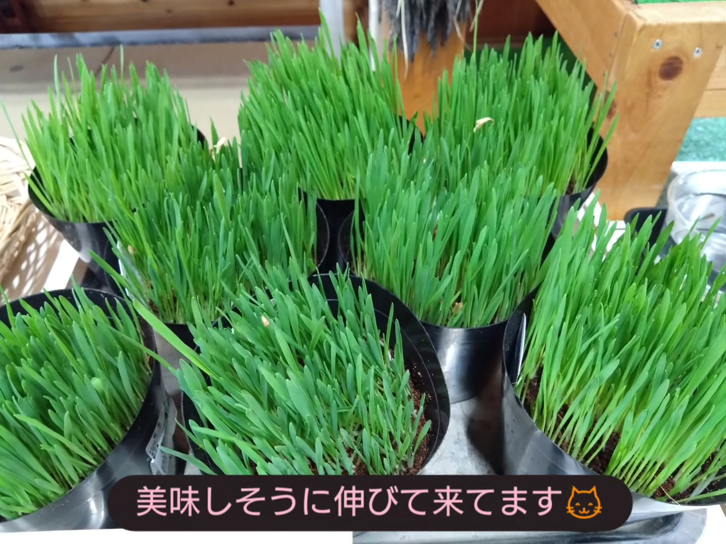 麻績の里さんに納品しました😀