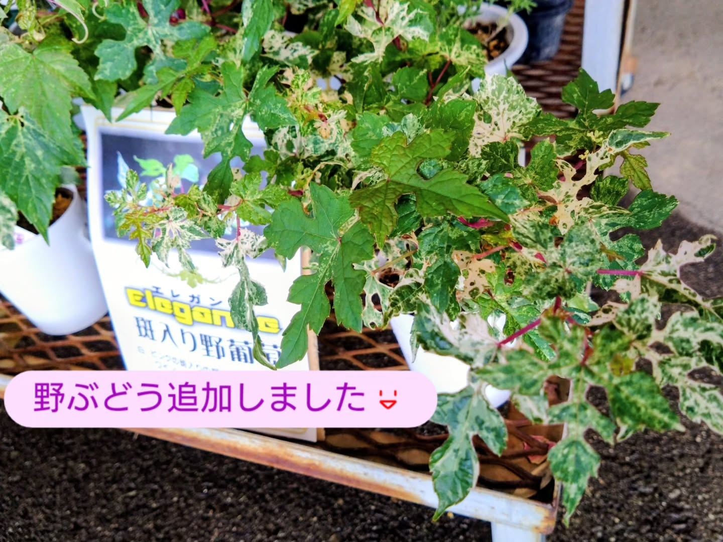 麻績の里さんに納品しました😀