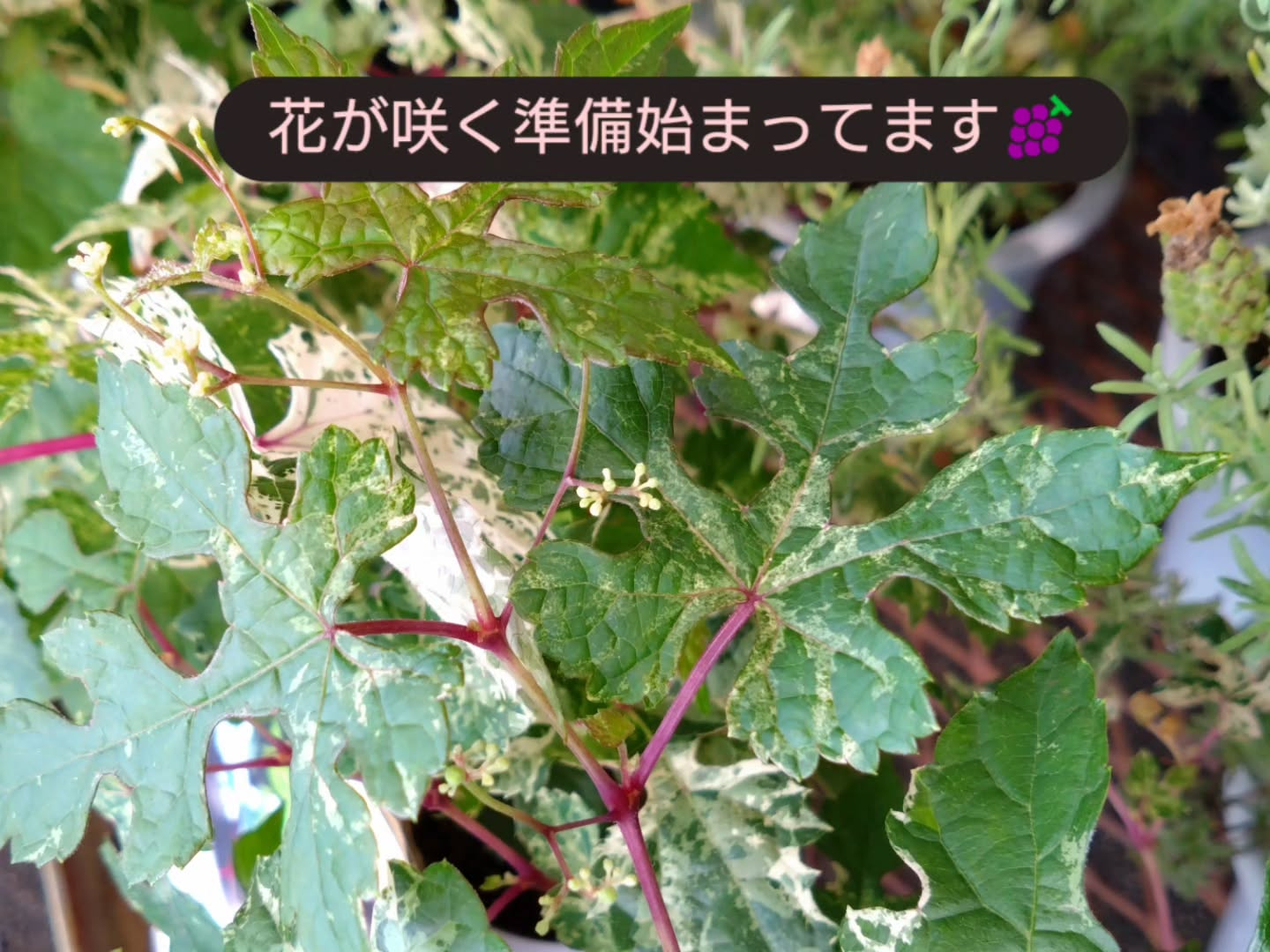 麻績の里さんに納品しました😀
