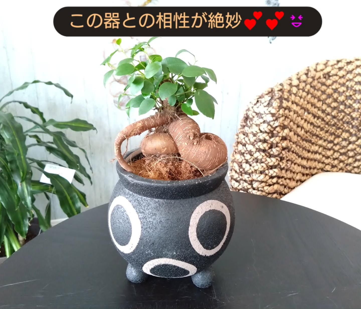 ガジュマル入荷しました😊