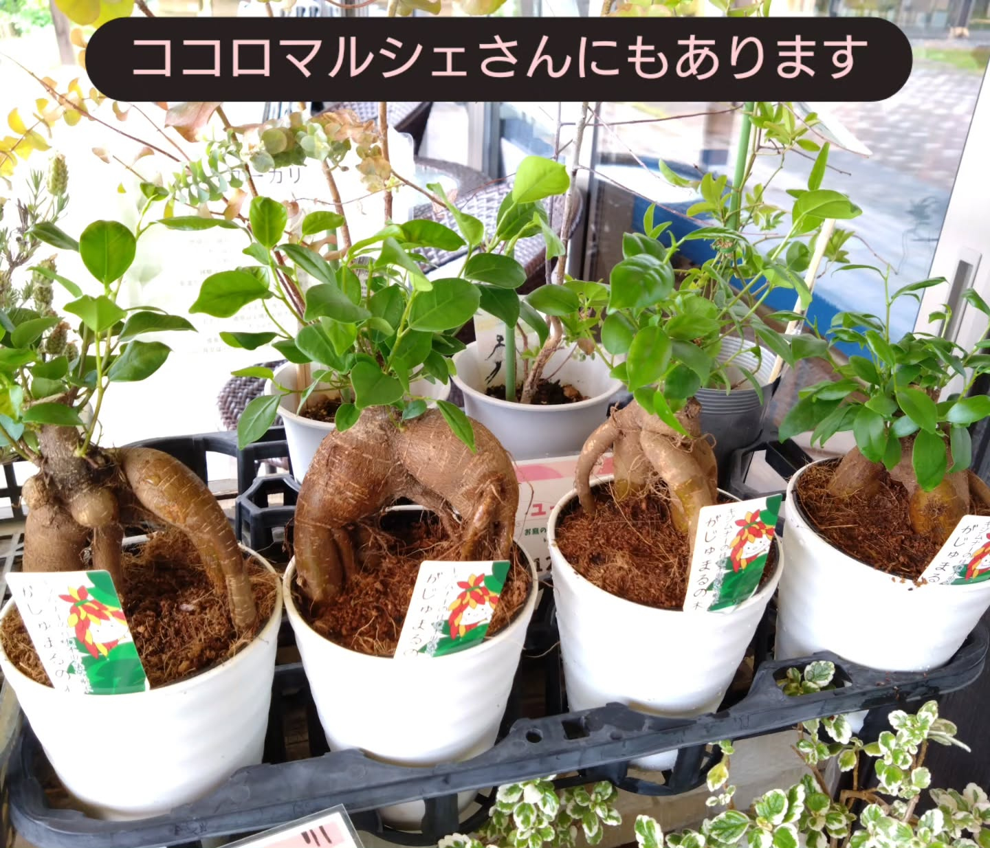 ガジュマル入荷しました😊