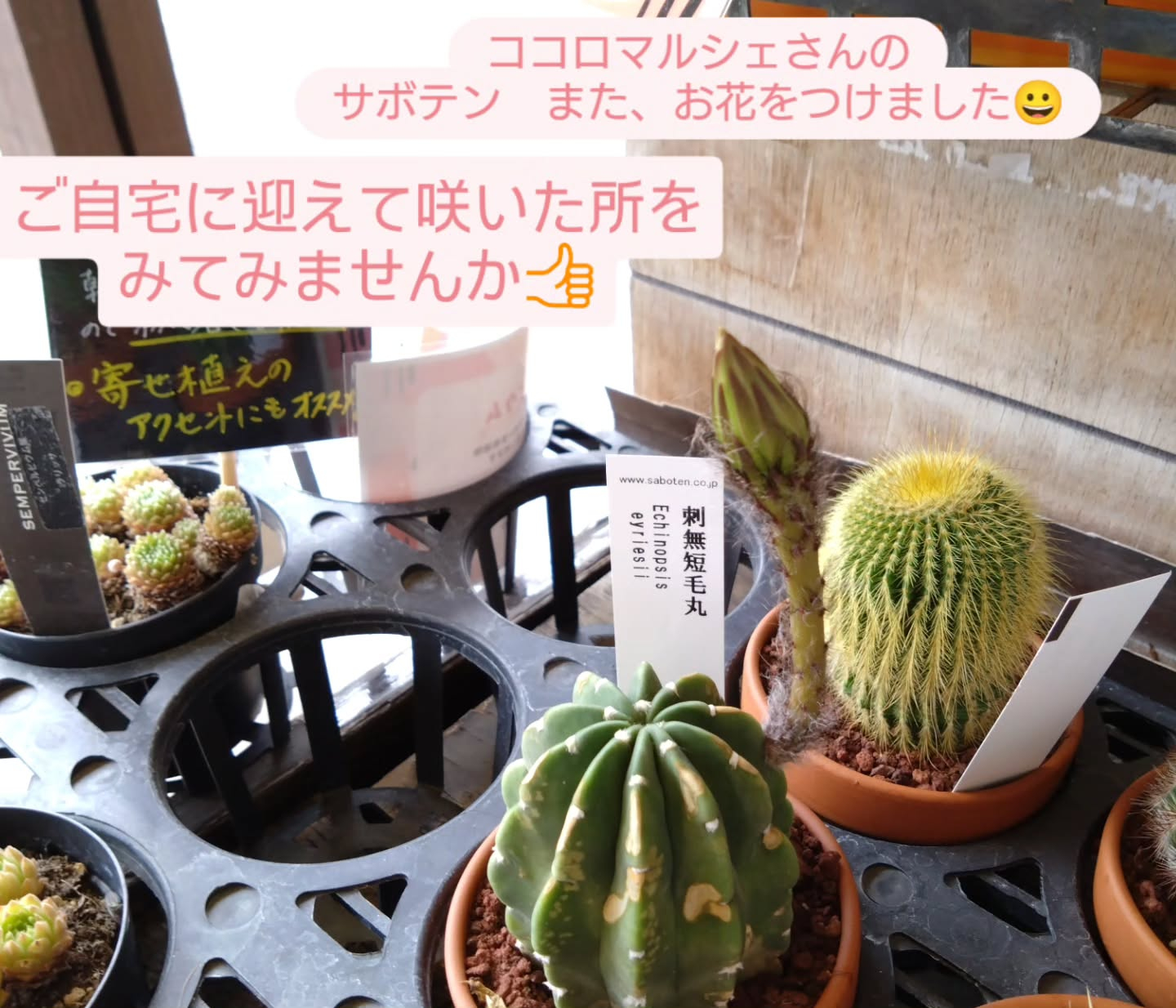 ガジュマル入荷しました😊