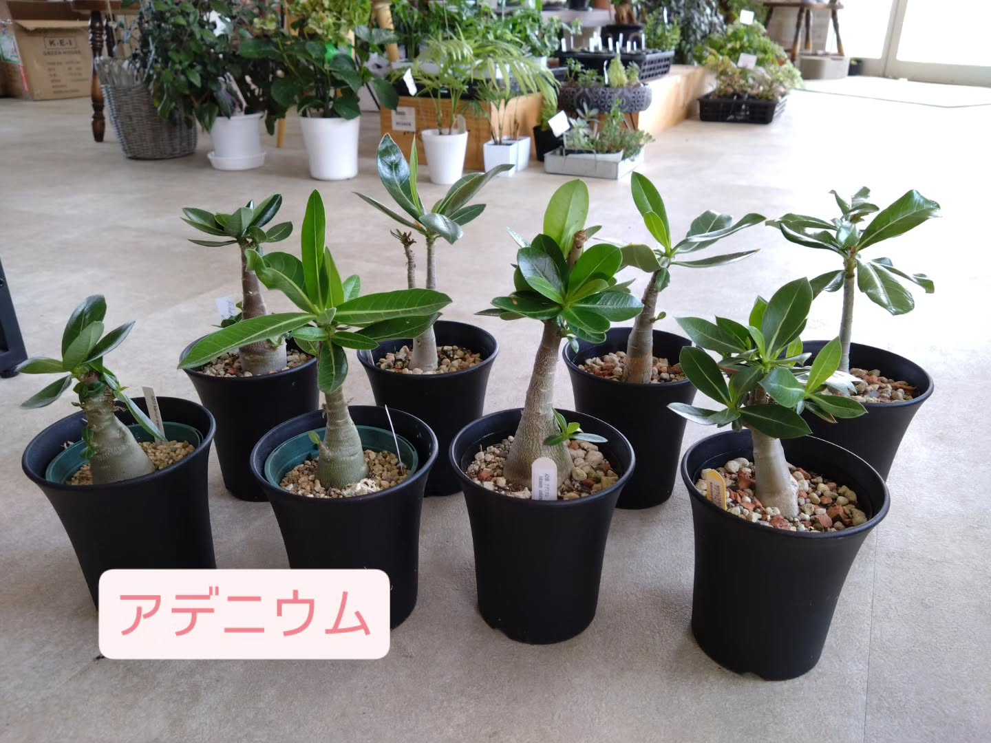 ちょっとクセのある観葉、多肉入りました😆