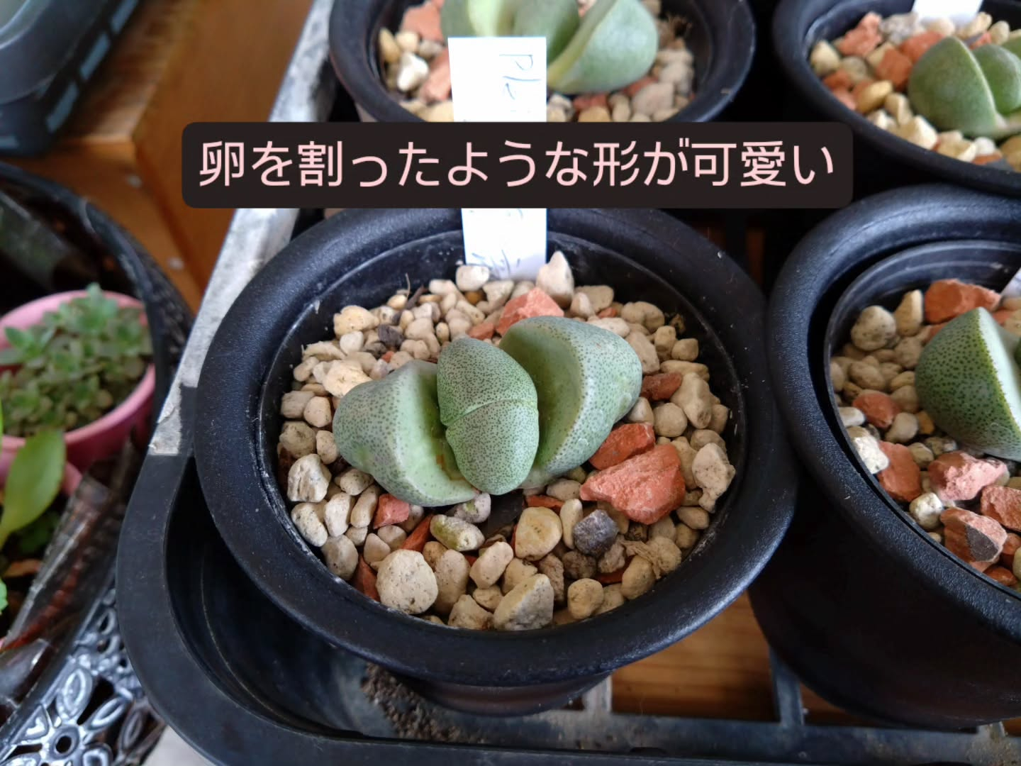 ちょっとクセのある観葉、多肉入りました😆