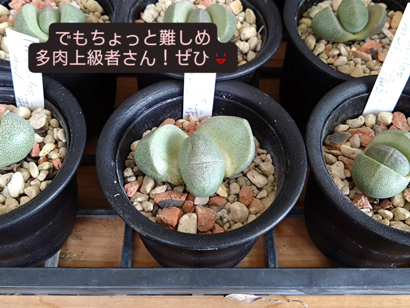 ちょっとクセのある観葉、多肉入りました😆