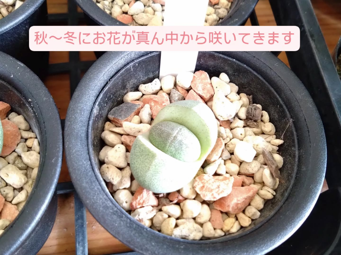ちょっとクセのある観葉、多肉入りました😆
