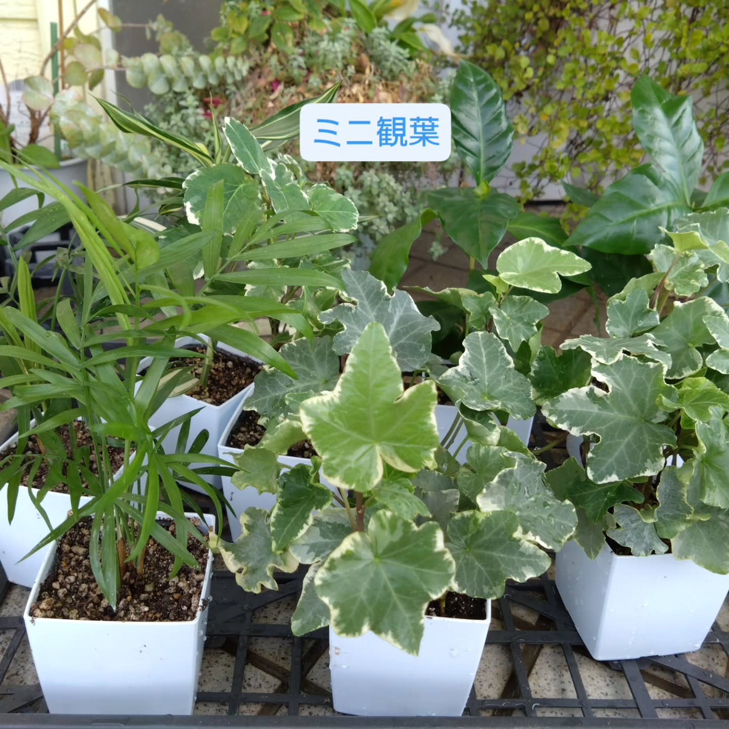 8/1(日) 今週もサンデイサンドさんに出店させていただきま...