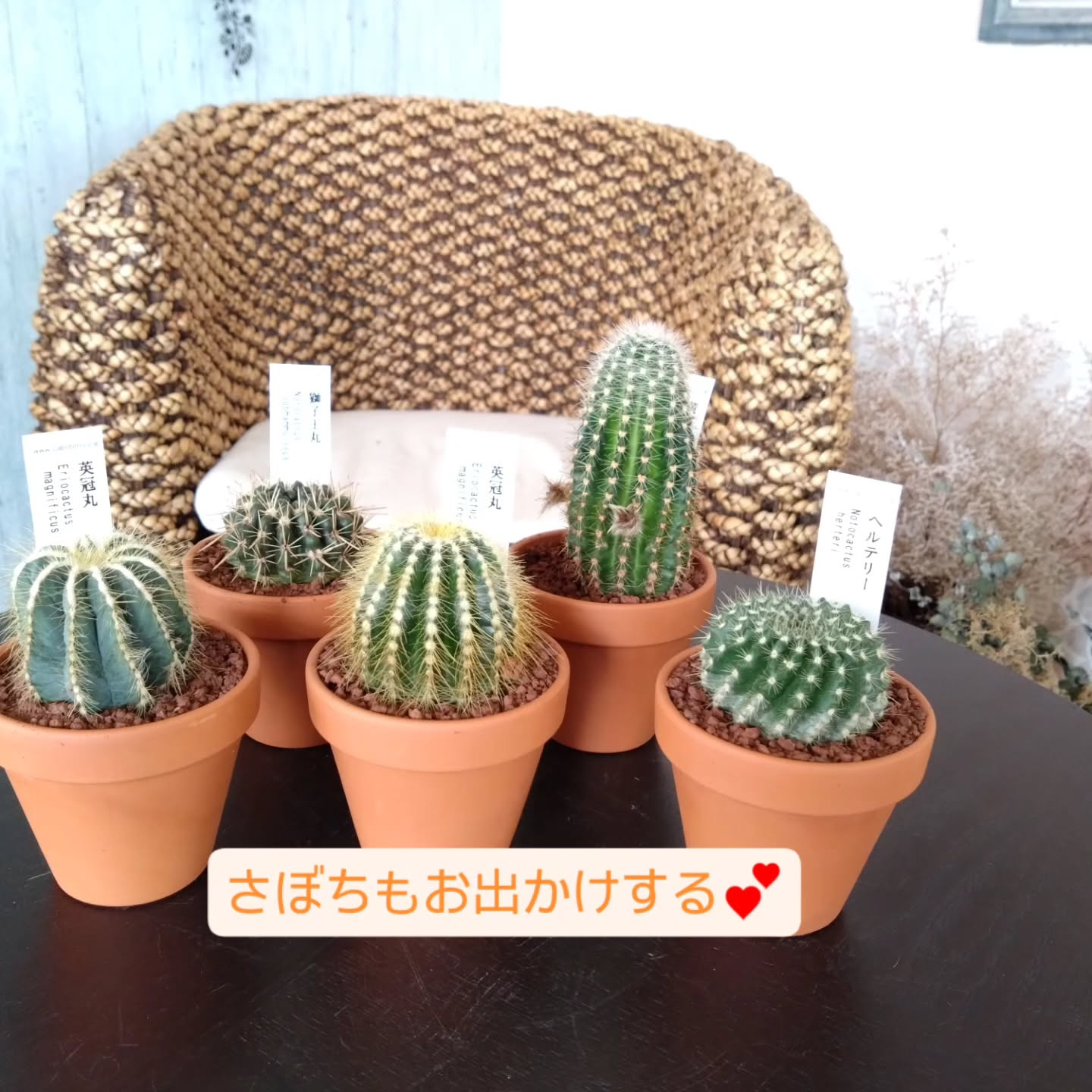 8/1(日) 今週もサンデイサンドさんに出店させていただきま...