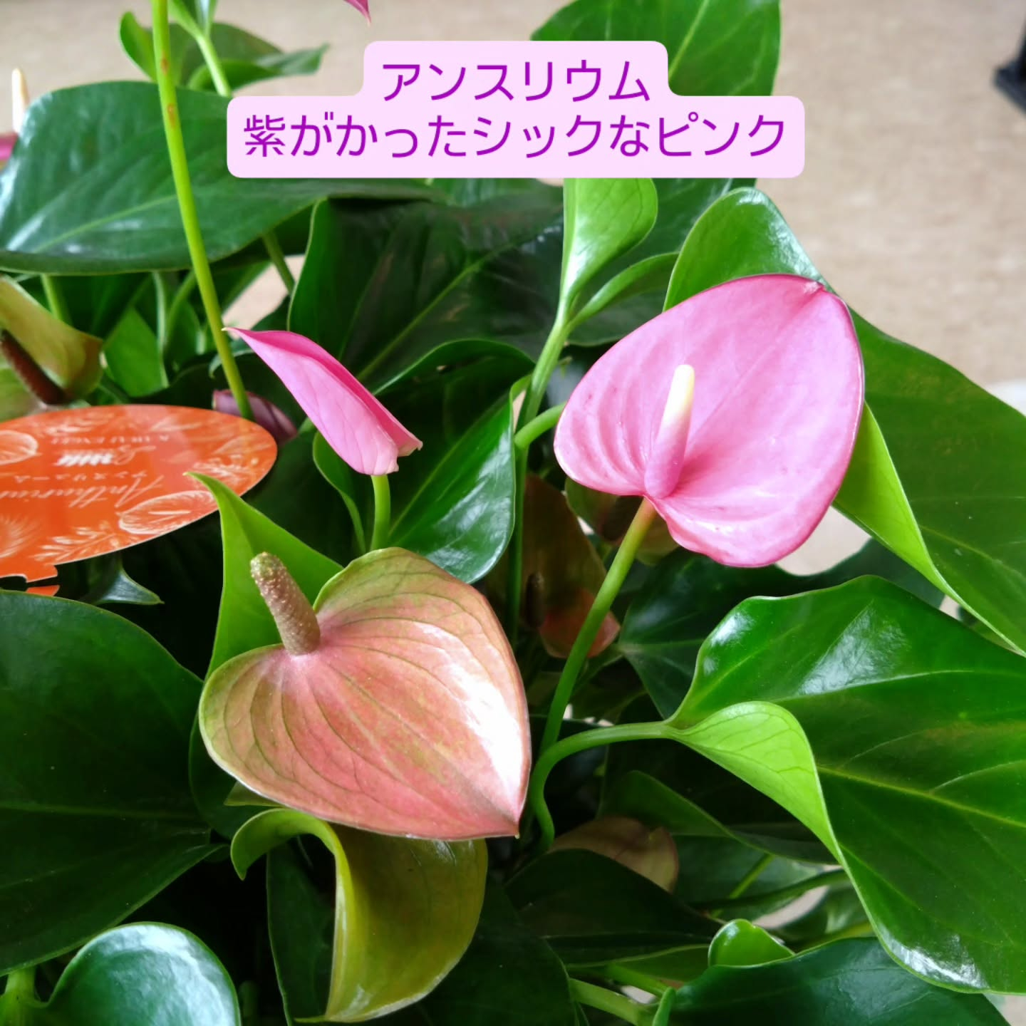 素敵な色たち😊