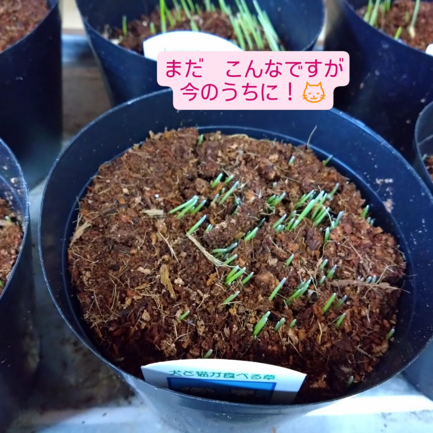 ネコの草入りました!!😺