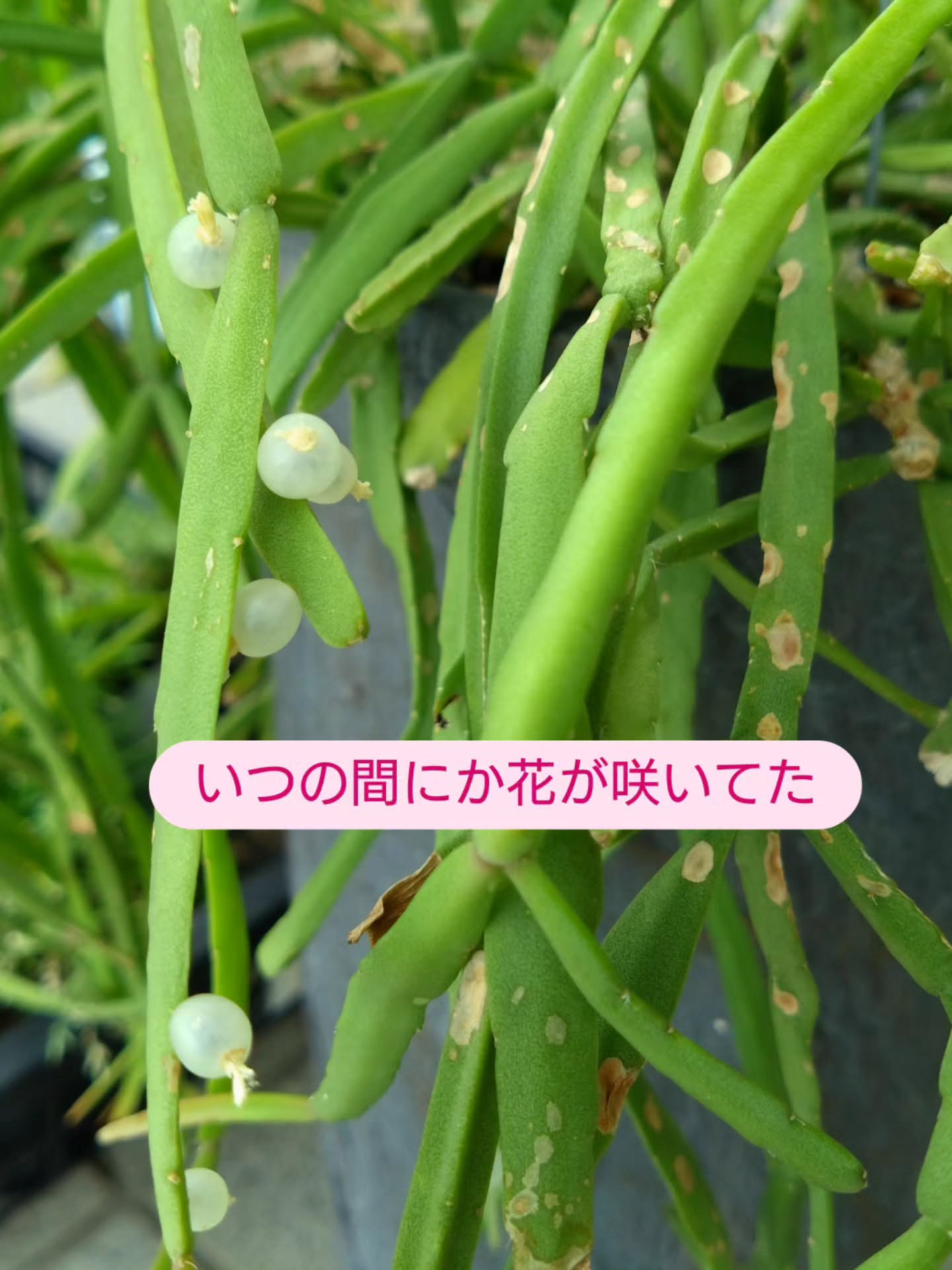 ご機嫌で成長してます😀