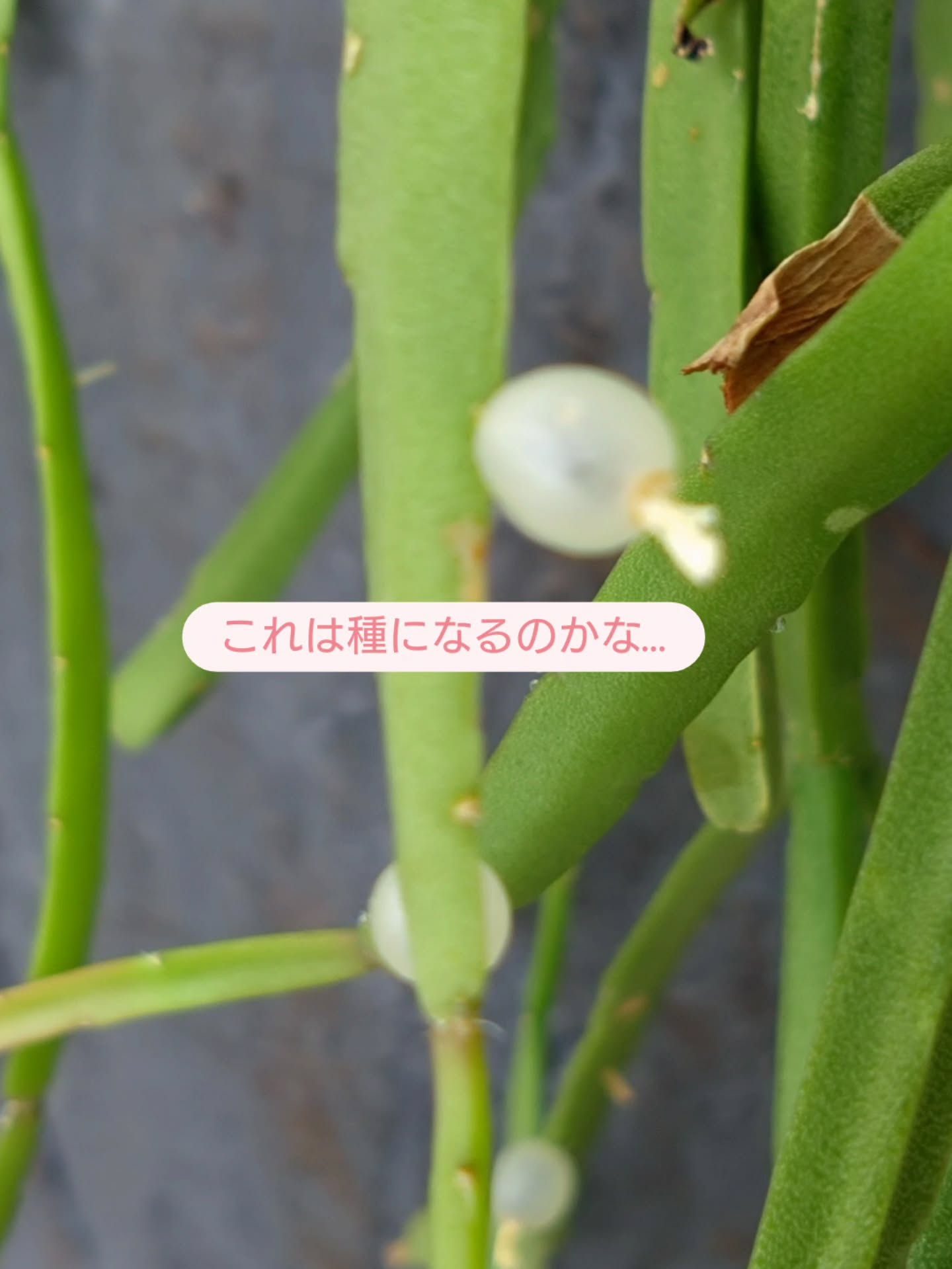 ご機嫌で成長してます😀