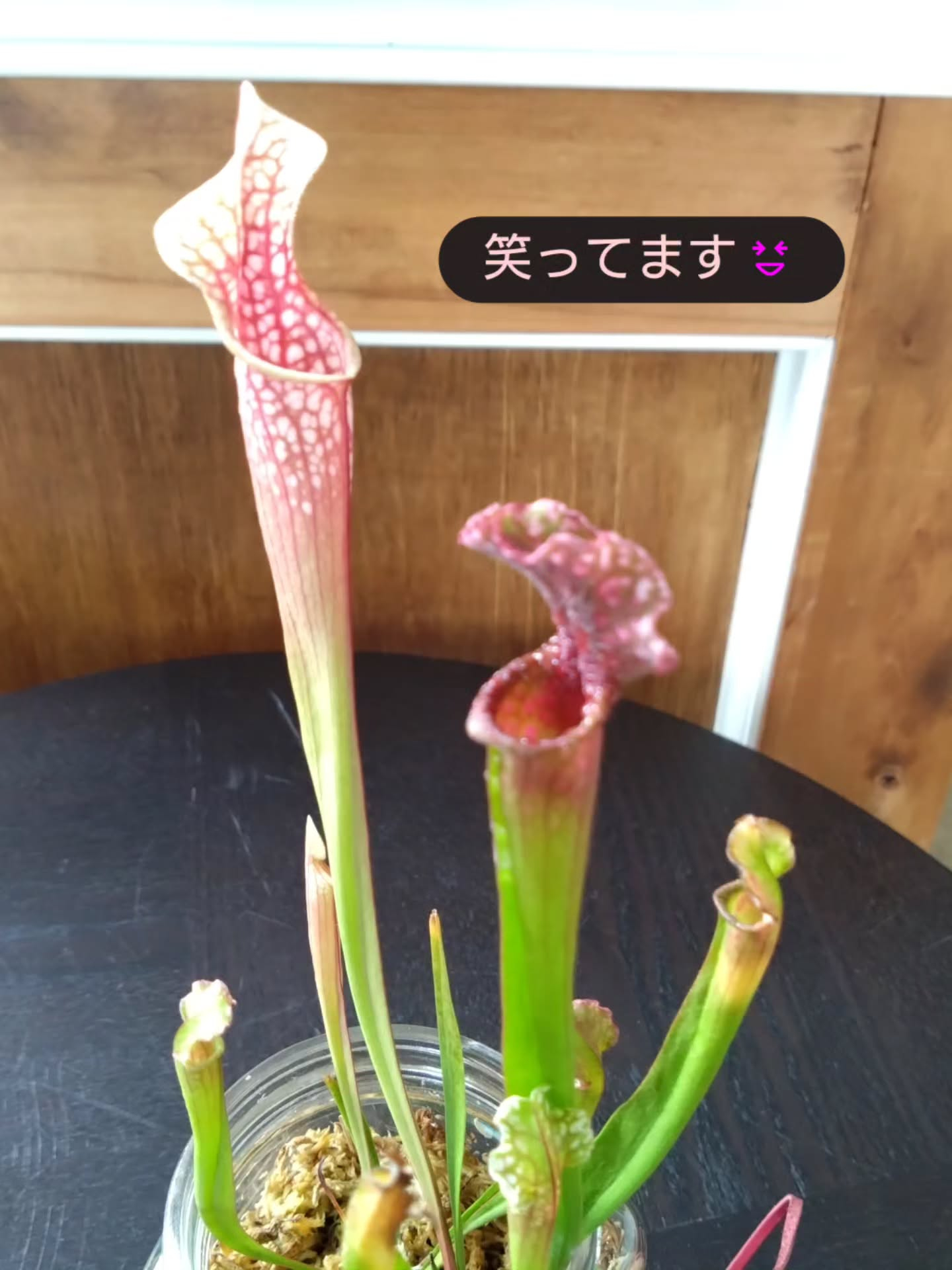 ご機嫌で成長してます😀