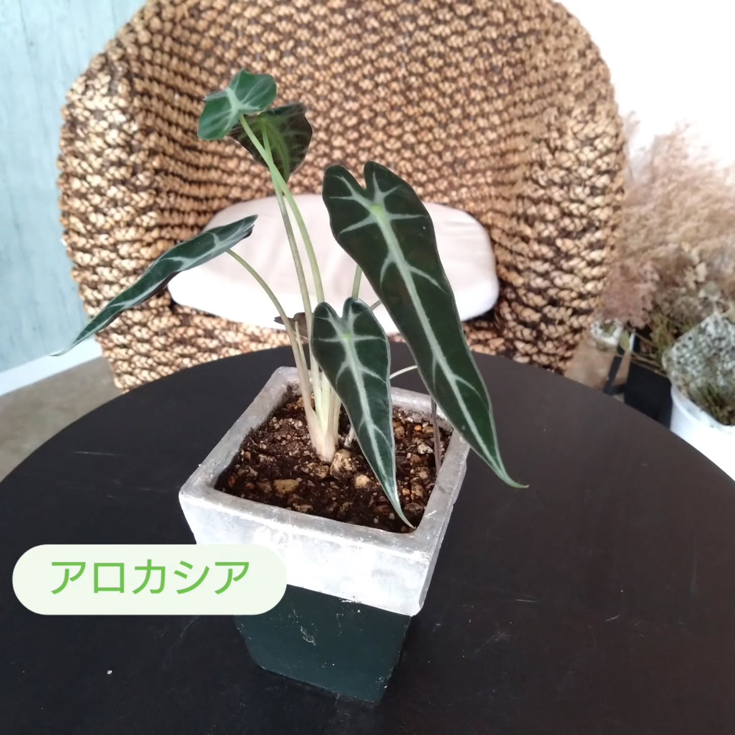 恐竜🦖をイメージさせる葉っぱたち😊