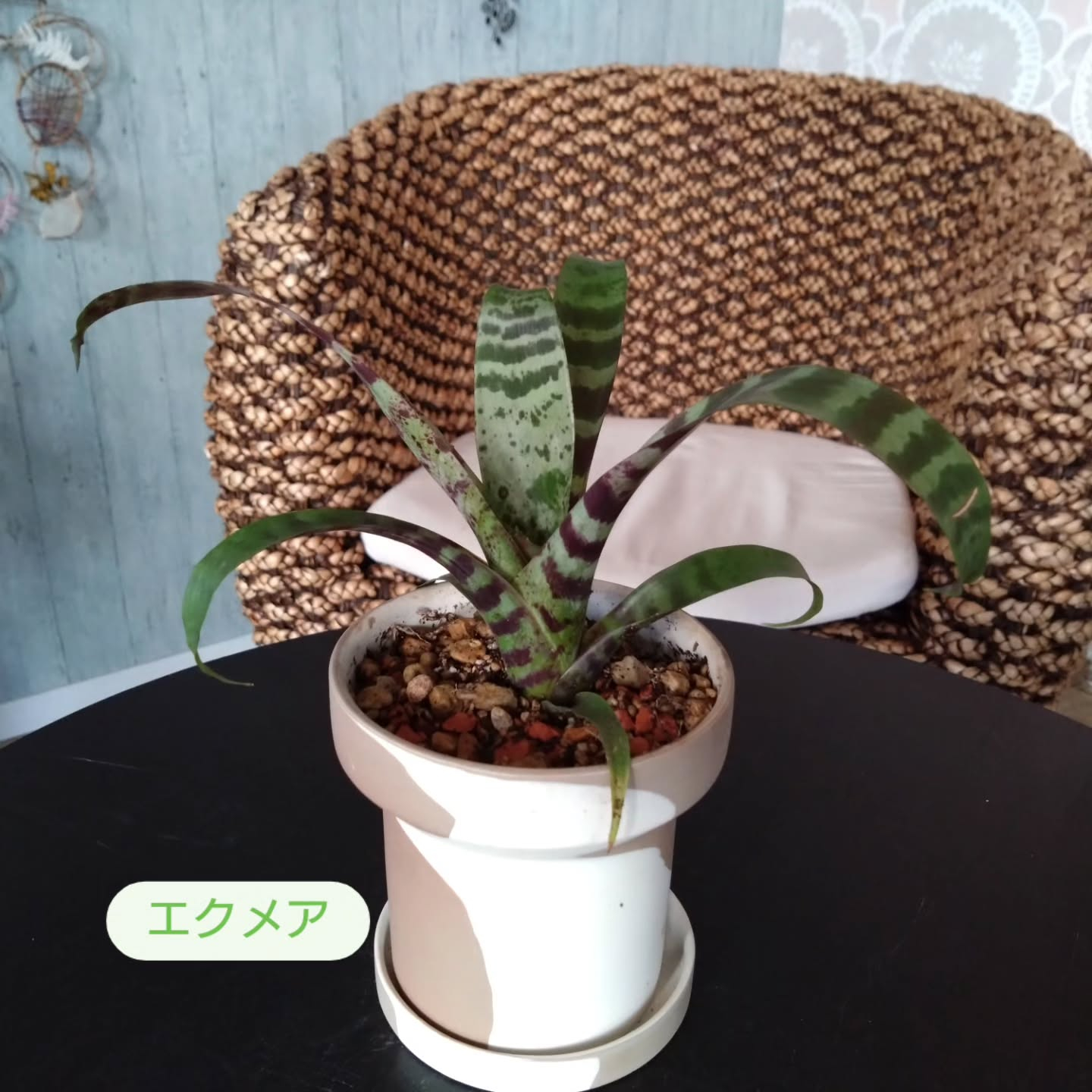 恐竜🦖をイメージさせる葉っぱたち😊