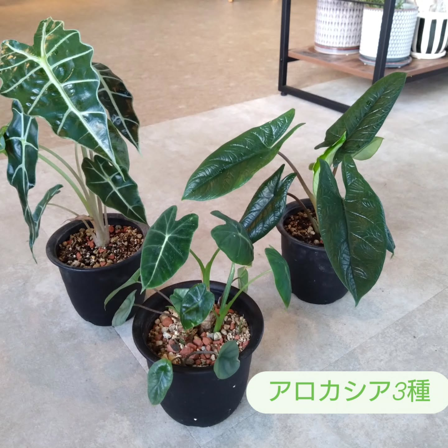 恐竜🦖をイメージさせる葉っぱたち😊
