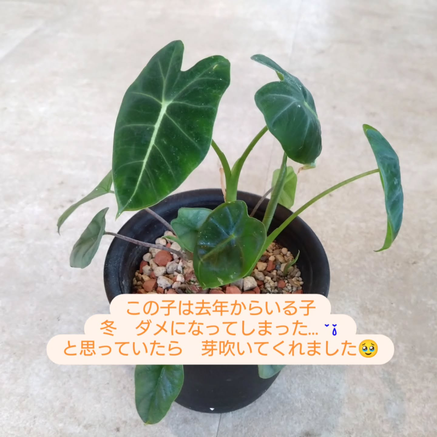 恐竜🦖をイメージさせる葉っぱたち😊