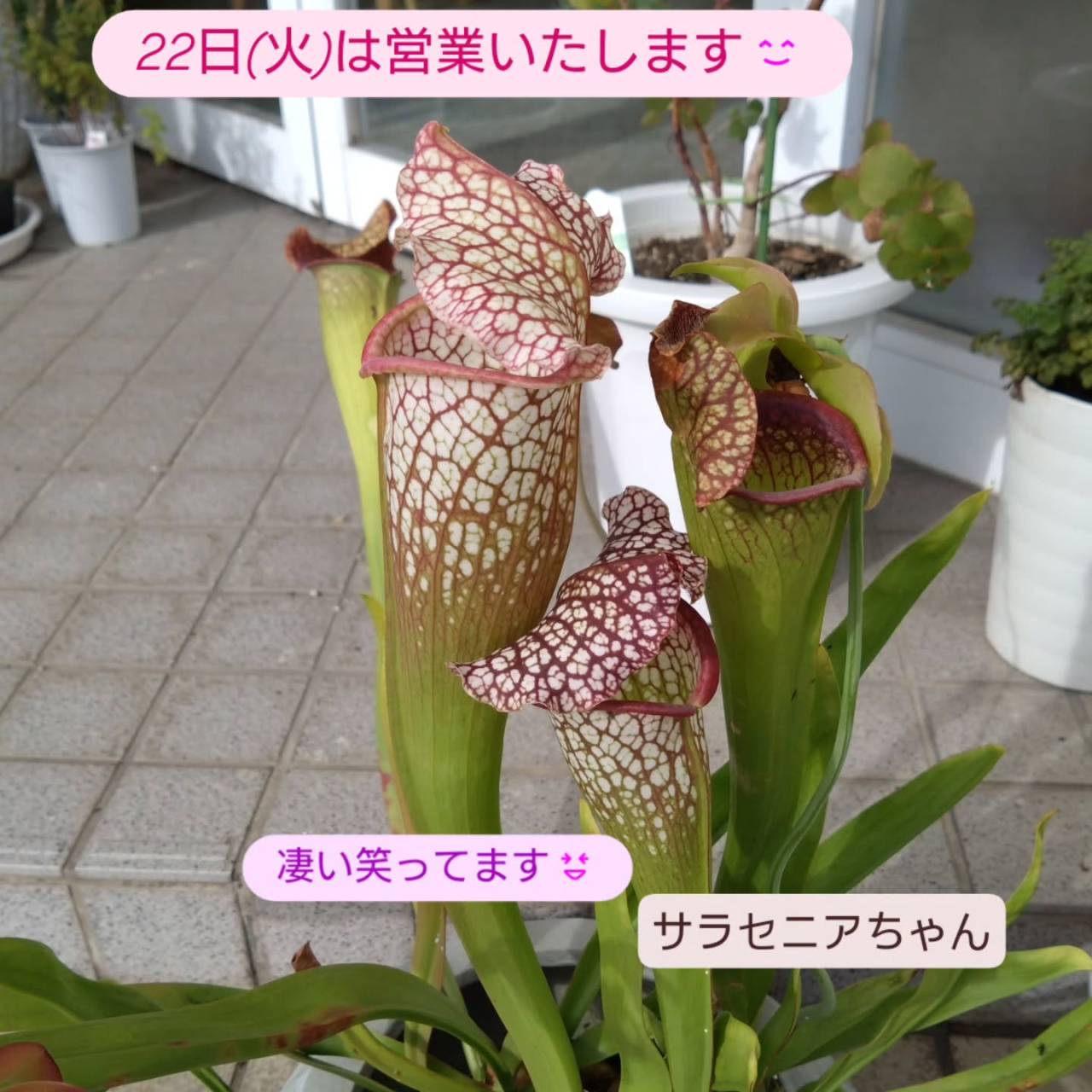 お知らせ🍀