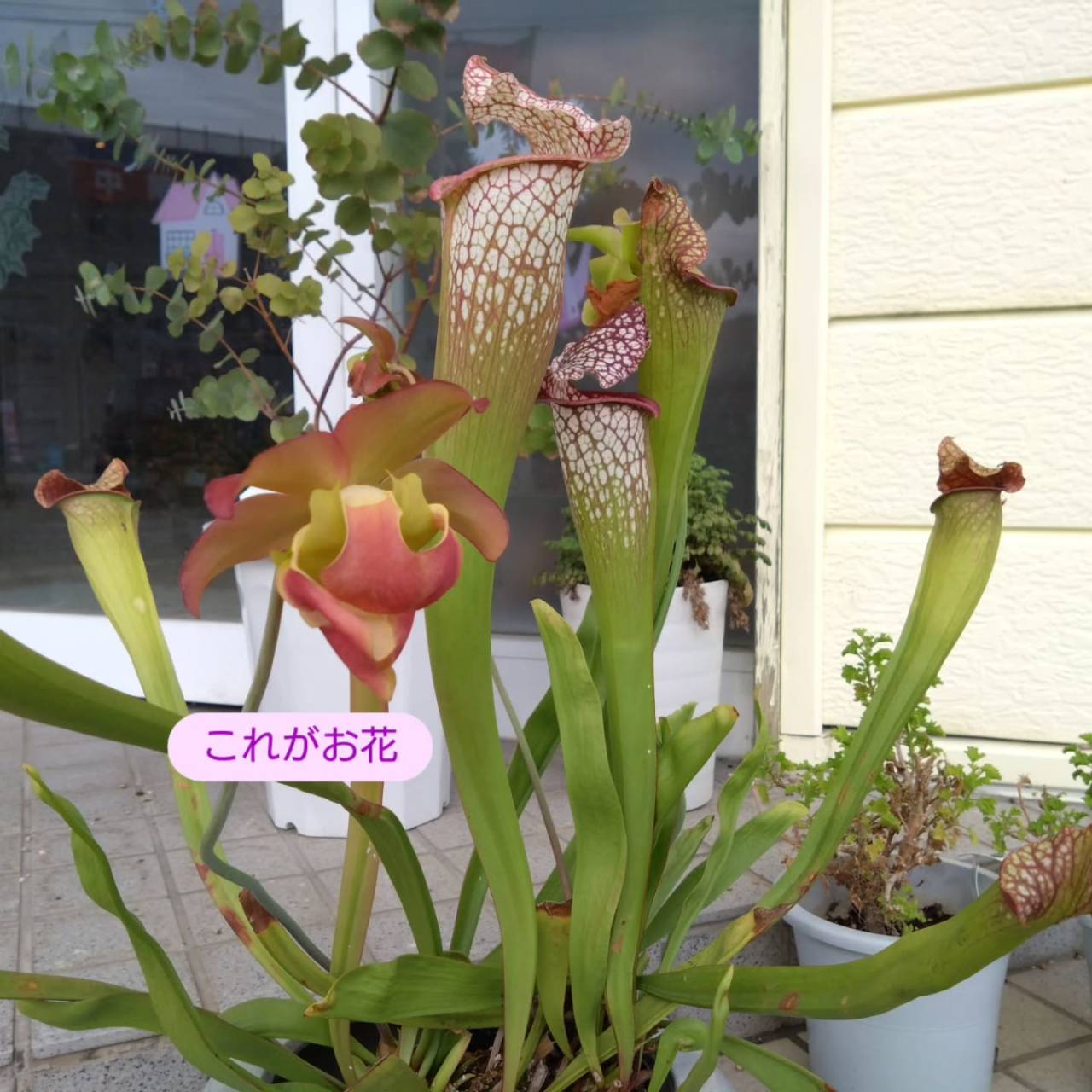 お知らせ🍀