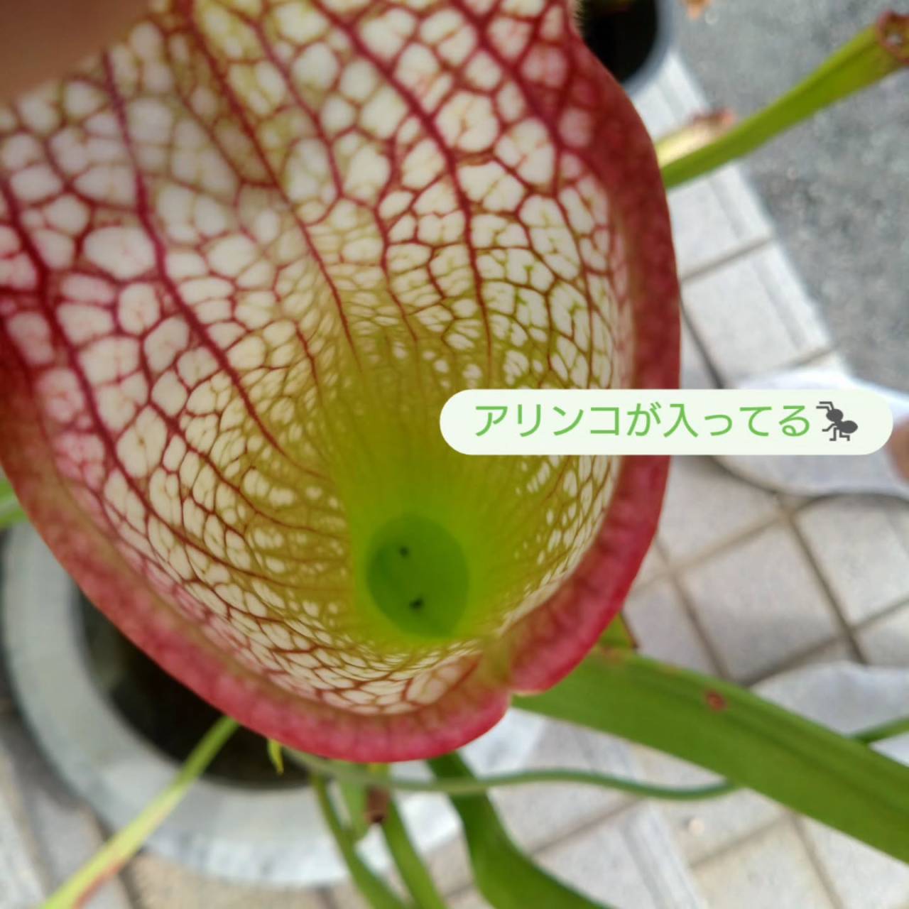 お知らせ🍀
