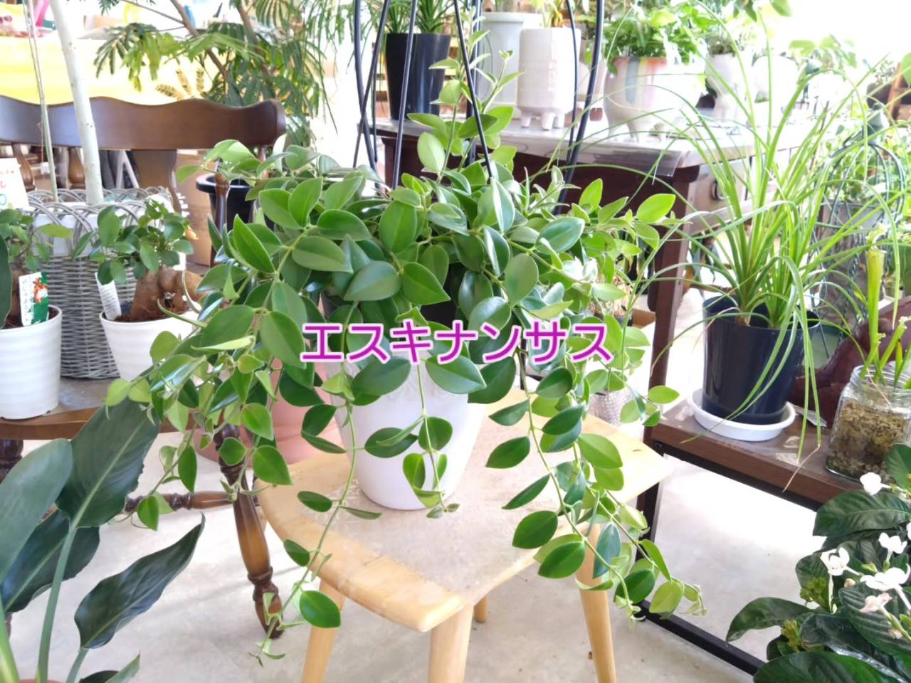 観葉・多肉入荷しました