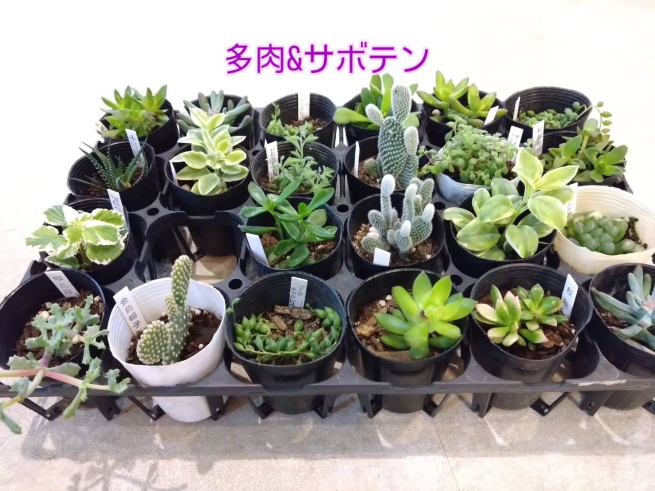 観葉・多肉入荷しました