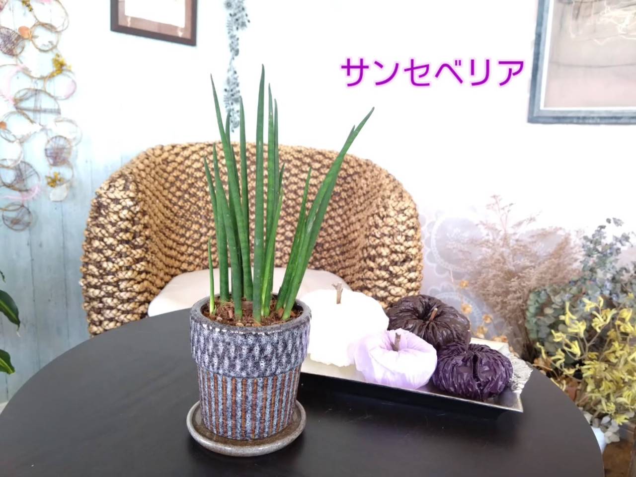 観葉・多肉入荷しました