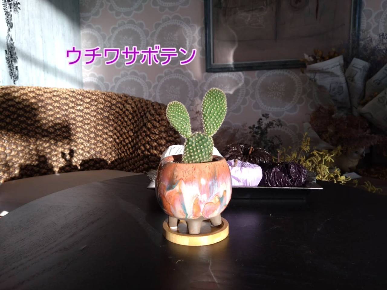 観葉・多肉入荷しました