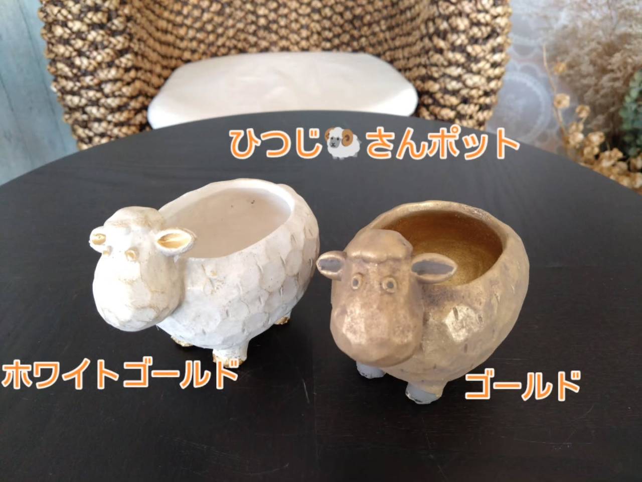 新しい仲間😊
