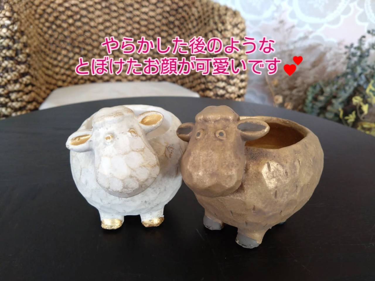 新しい仲間😊