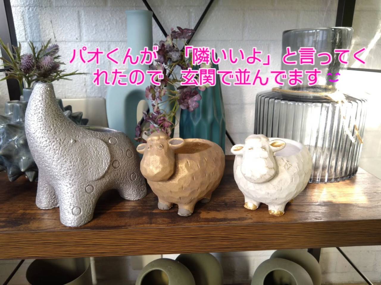 新しい仲間😊