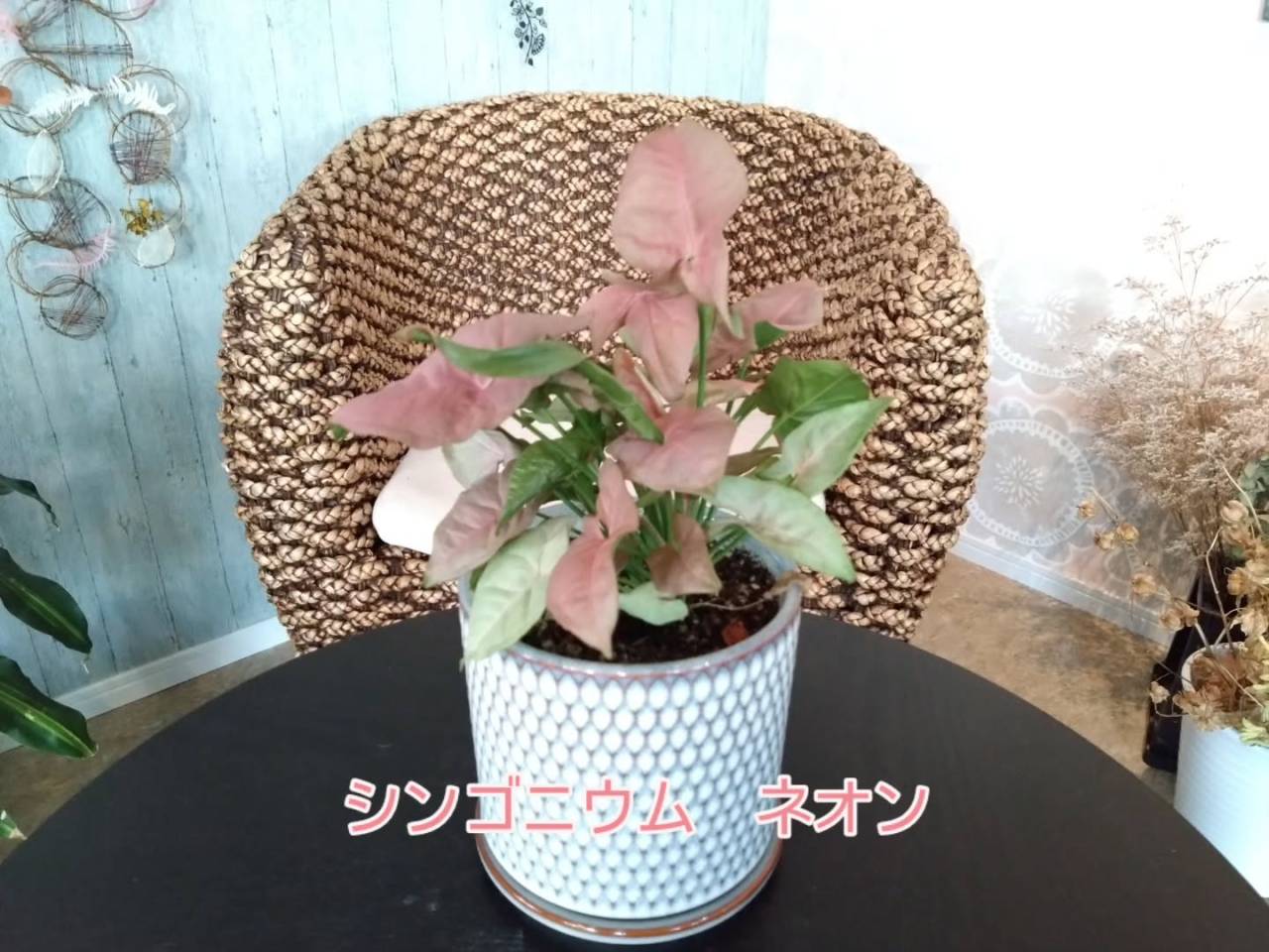 多肉さん春秋型の子達が元気になってきたかな〜