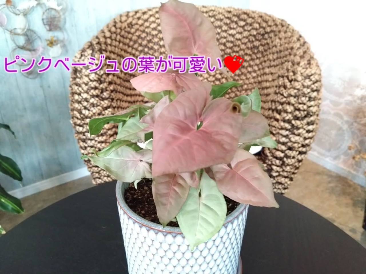 多肉さん春秋型の子達が元気になってきたかな〜