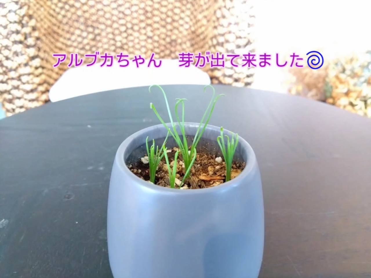 多肉さん春秋型の子達が元気になってきたかな〜