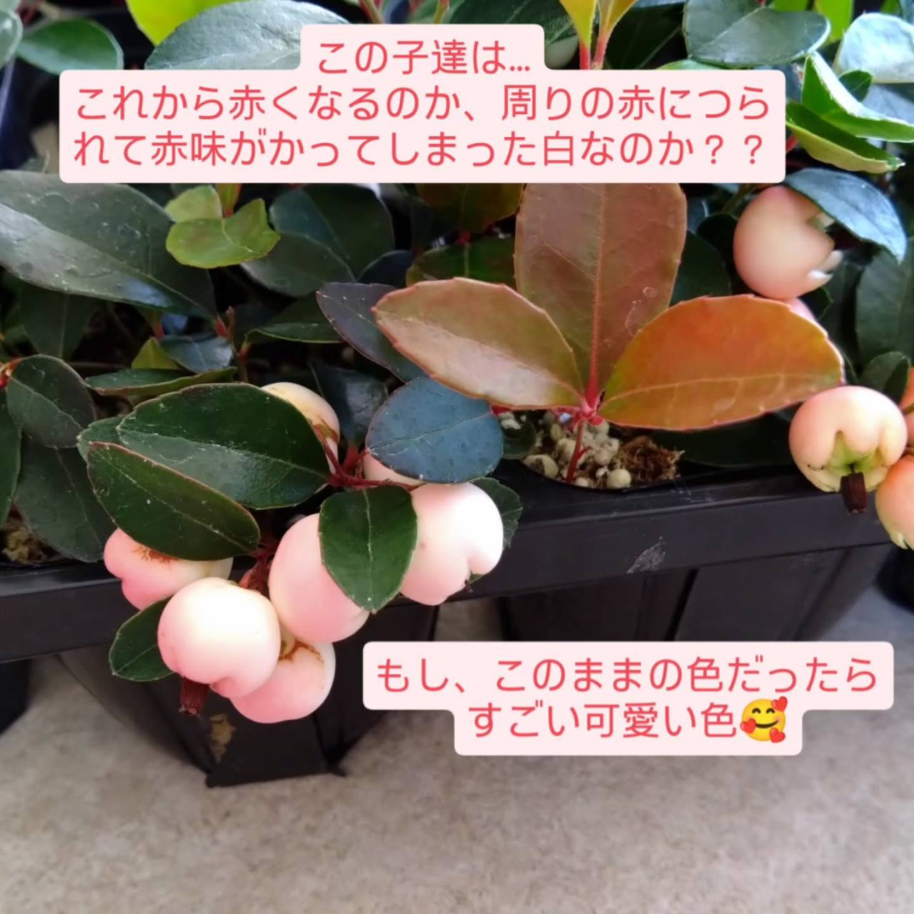 ガーデンシクラメン、チェッカーベリー