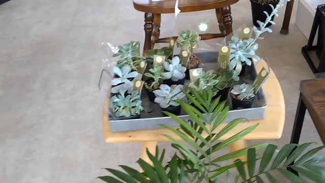 観葉植物達も暑さに負けず頑張ってます😊